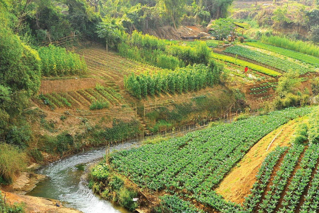 Varied crops grown besides a river Varied crops grown besides a river