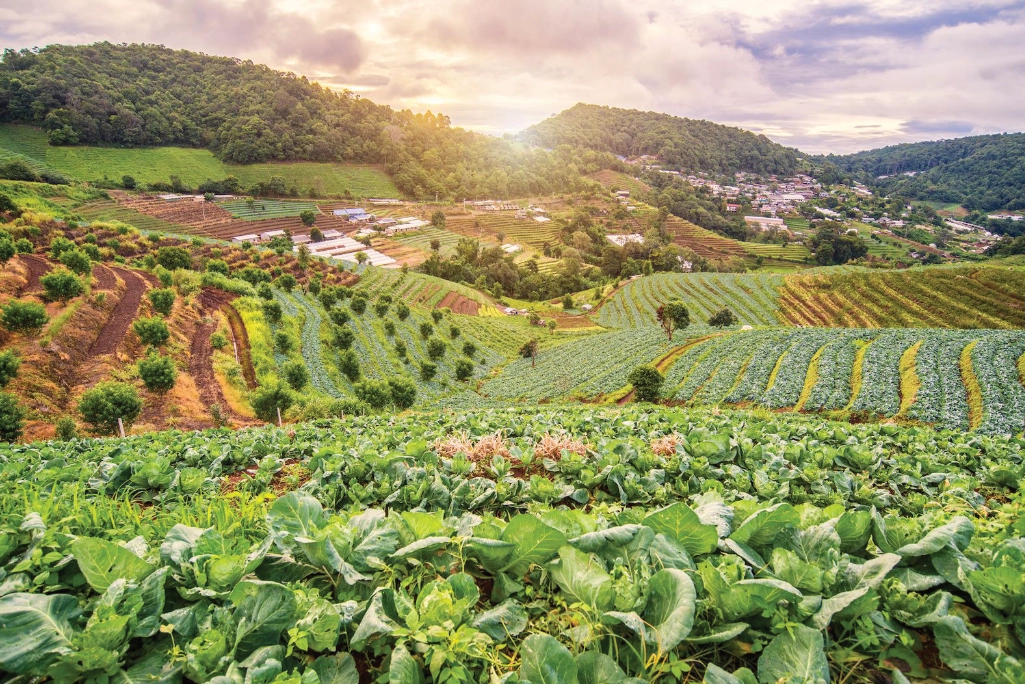 Cabbages and other crops on a hilly landscape near a village Cabbages and other crops on a hilly landscape near a village