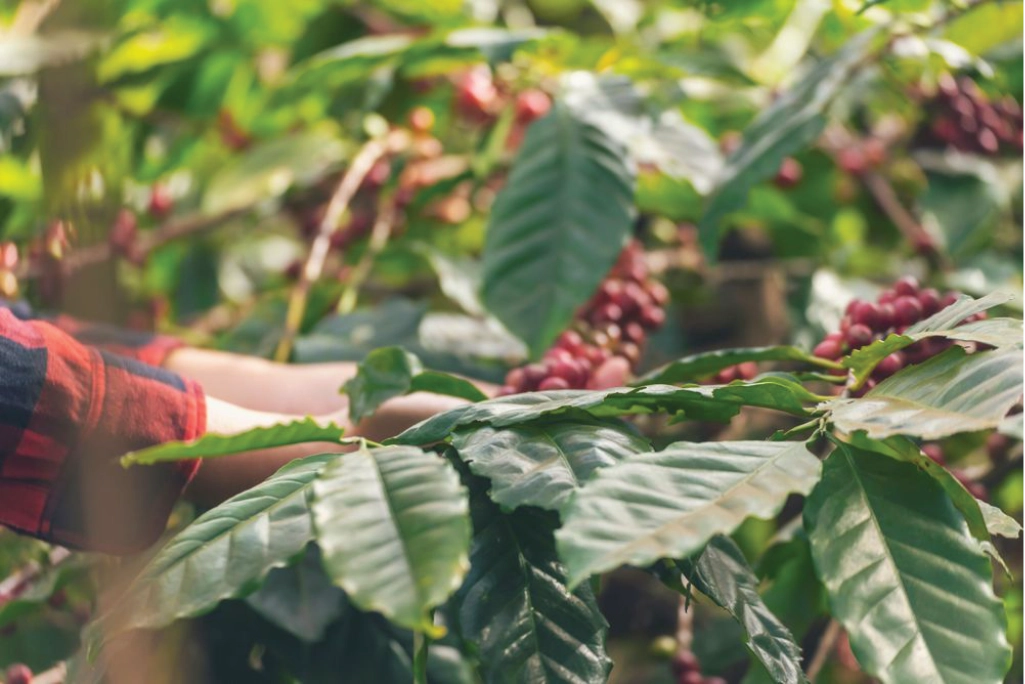 A worker harvesting coffee cherries, which are ripe red fruits of the coffee plant A worker harvesting coffee cherries, which are ripe red fruits of the coffee plant