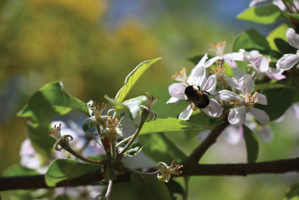 A bee on a flower in an orchard A bee on a flower in an orchard