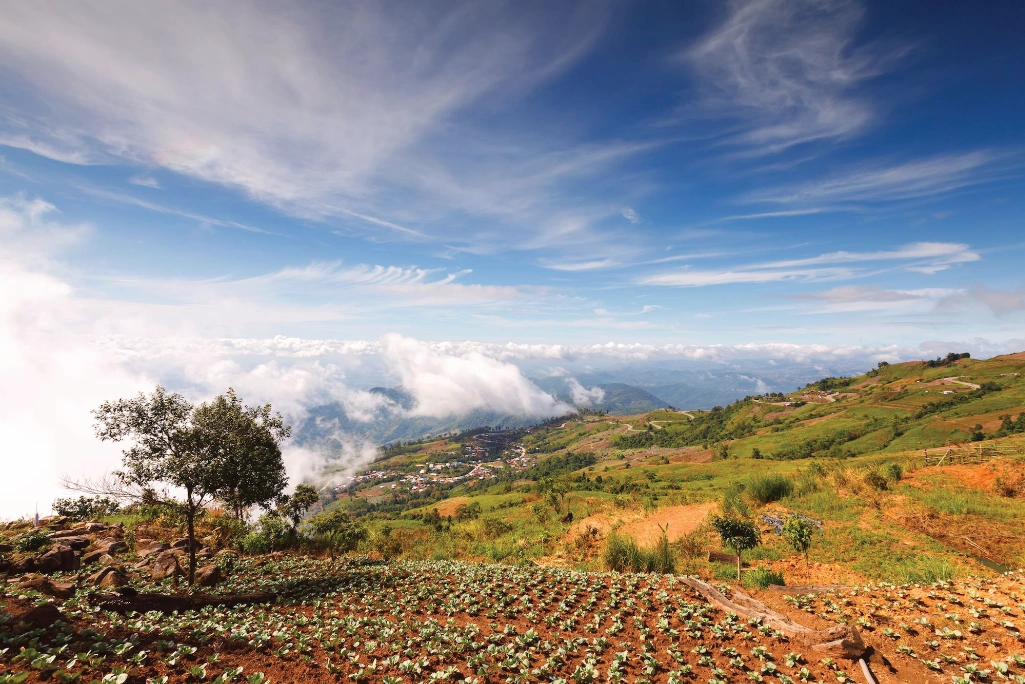Cabbage crops in Phu Thap Buek in Phetchabun, Thailand