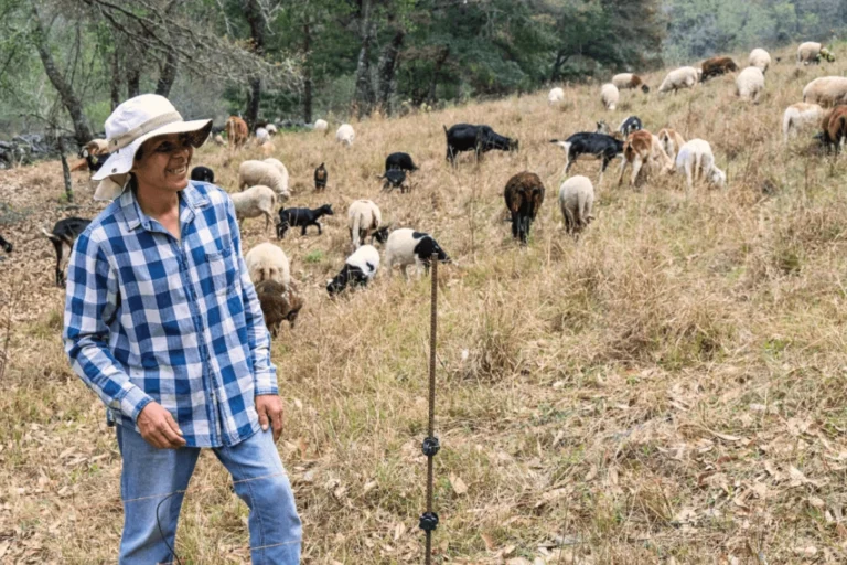Farmer with goats grazing nearby Farmer with goats grazing nearby