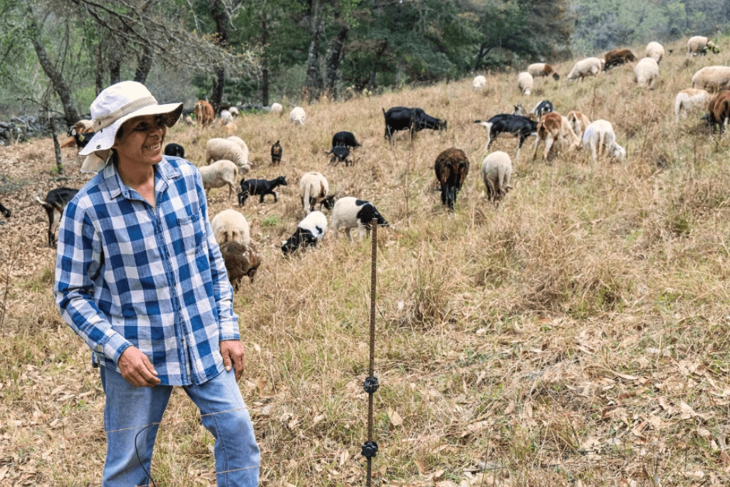 Farmer with goats grazing nearby