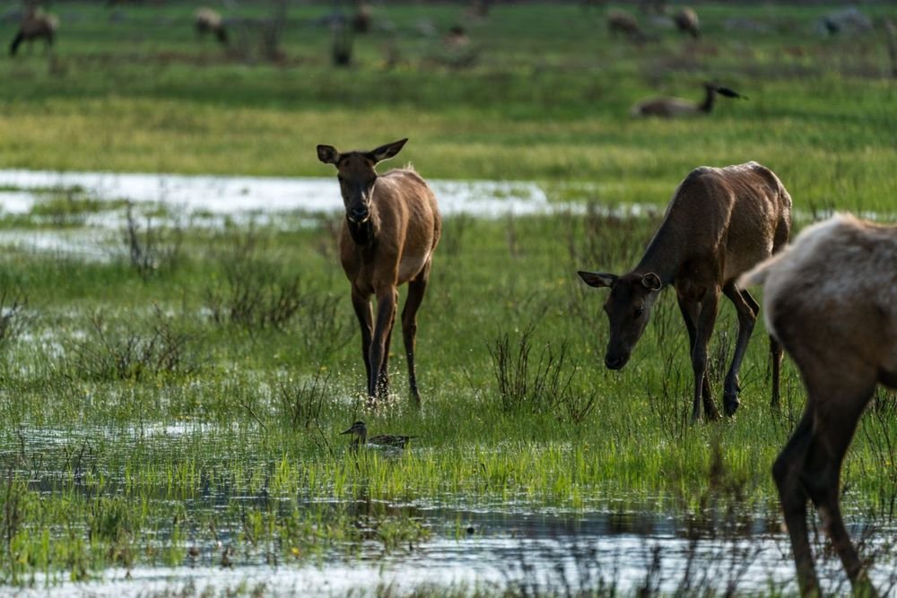 Colorado River headwaters wildlife habitat