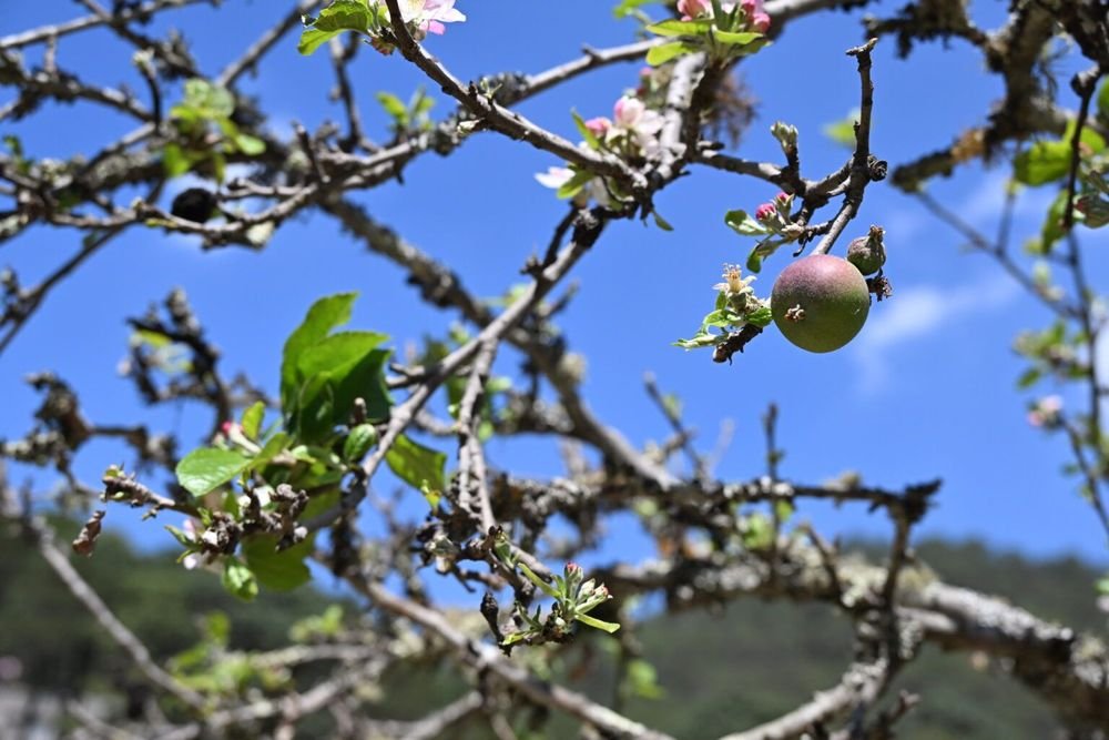 Apples grow in springtime at Doña Mary's family orchard