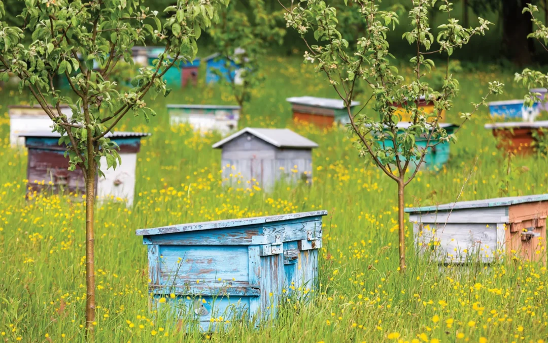 Connecting Landscape Approaches and Regenerative Food Systems