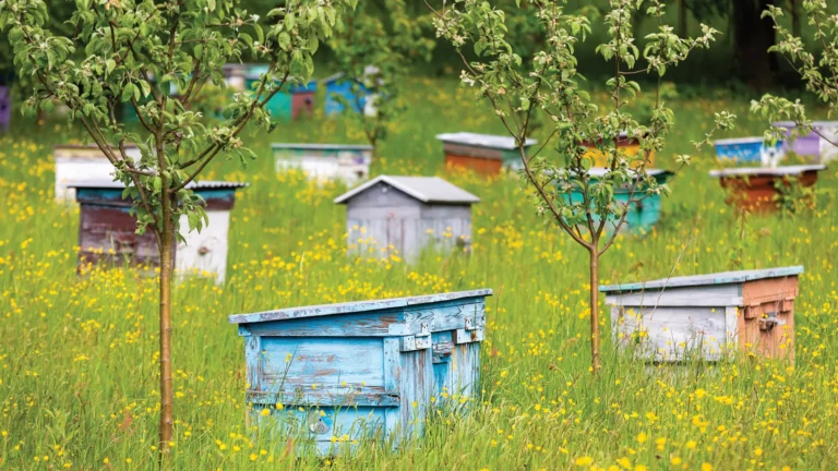 Beehives in an orchard with wildflowers Beehives in an orchard with wildflowers