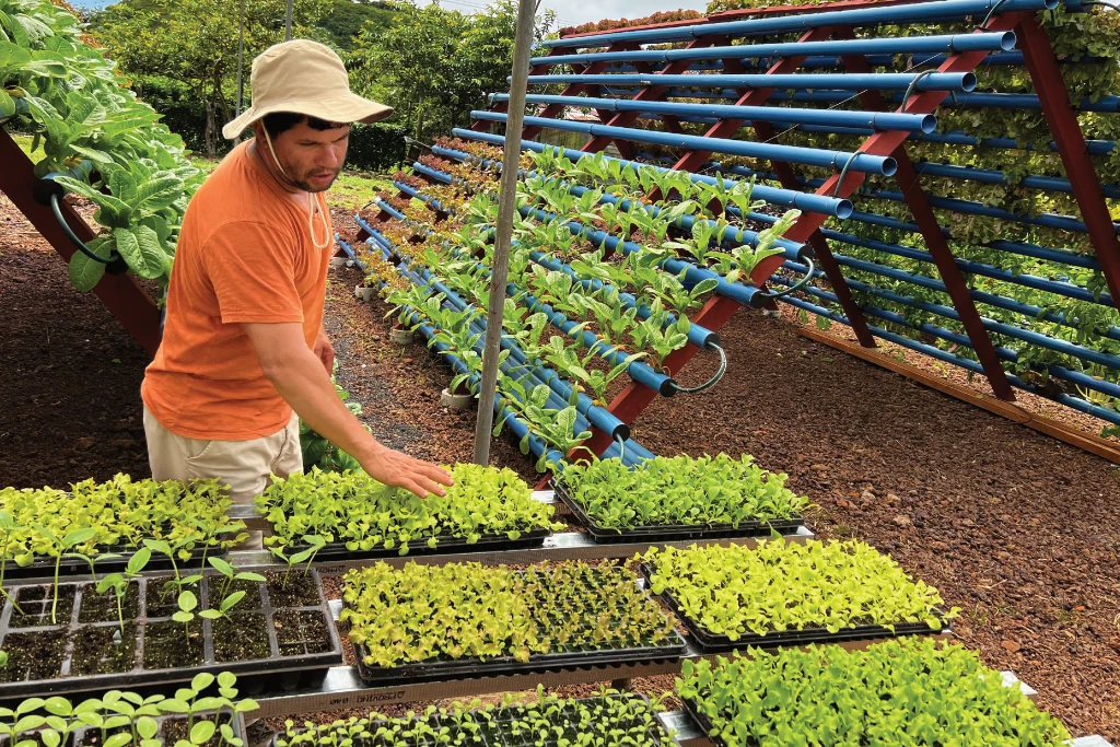Hydroponics system and seedings in the Galapagos Hydroponics system and seedings in the Galapagos