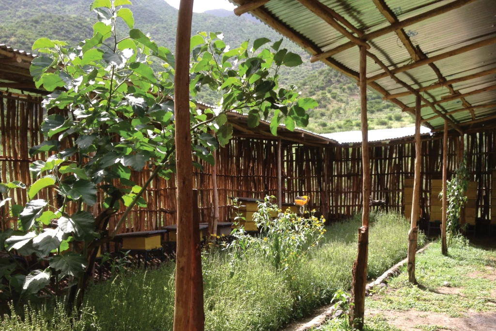 Courtyard with beehives Homestead