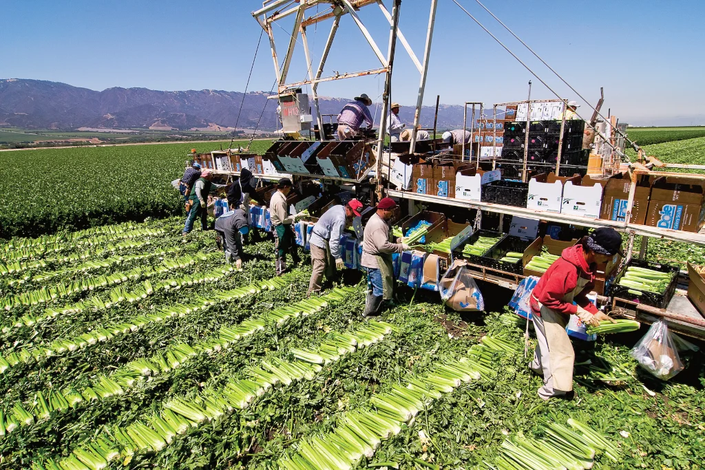 Harvesting celery Harvesting celery
