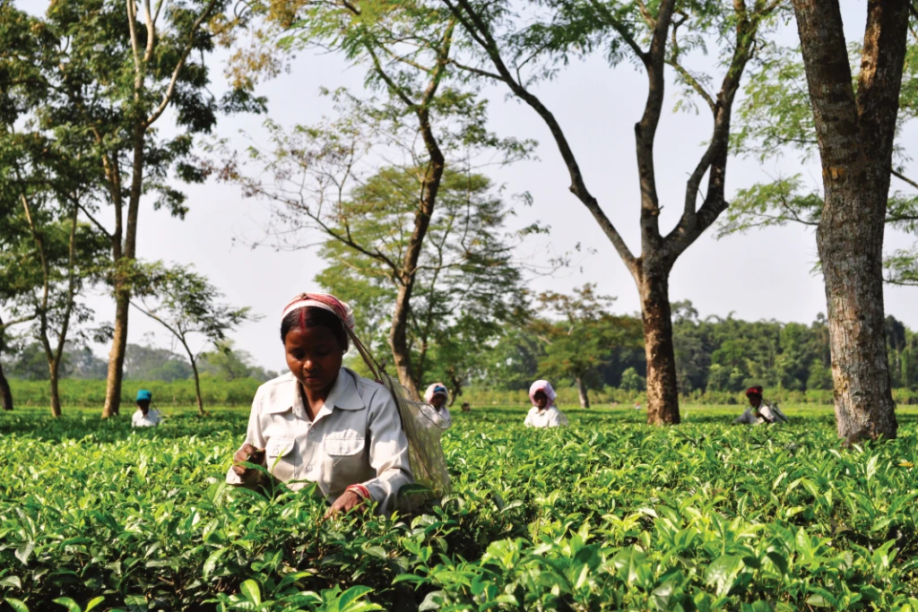 Tea farming