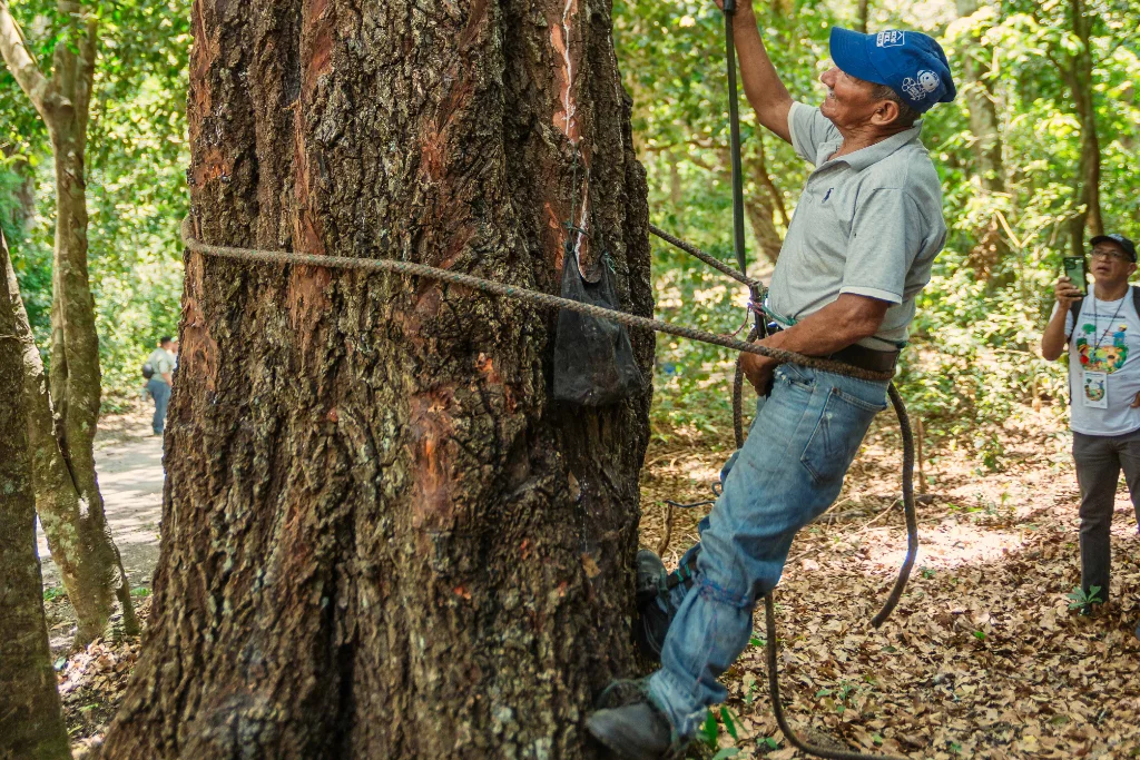 Man climbing tree Man climbing tree